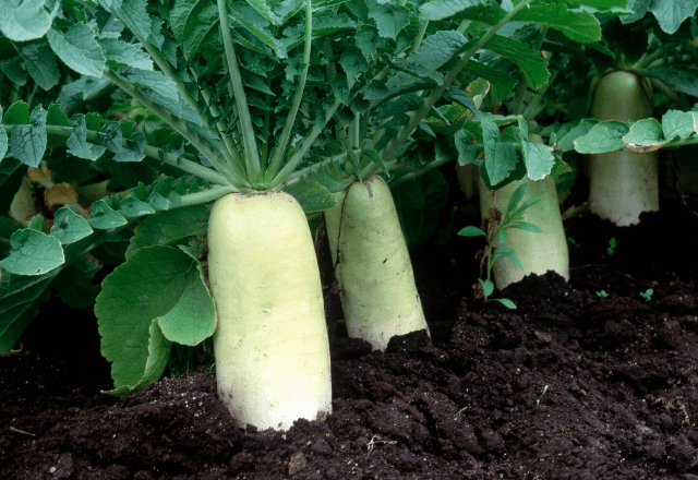 「冬野菜の王様」の実力！大根が子どもの免疫を支える理由【管理栄養士監修】