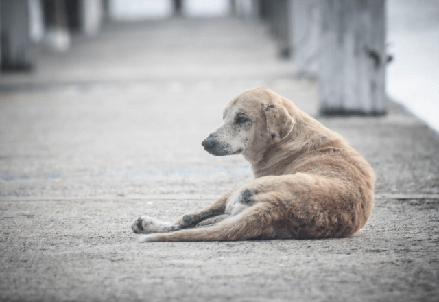 公園で…ガリガリの犬に遭遇！？自分たちのお金でごはんをあげた結果⇒後日、招待された先の“豪華すぎるお礼”に驚愕