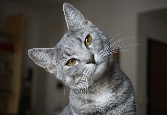 職場で…チラシでみた"迷い猫"を見つけて保護した私。謝礼を辞退した数日後⇒突然『職場が激変』したワケ