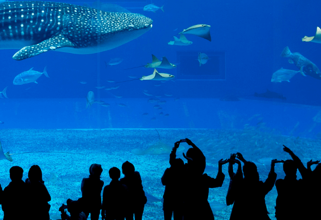 水族館で…子どもの手を引く見知らぬ男性。母親「うちの子に何か用？」直後⇒まさかの結末に…