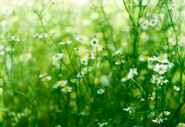 テントウムシはどこにいる？子どもと楽しむ春の昆虫観察