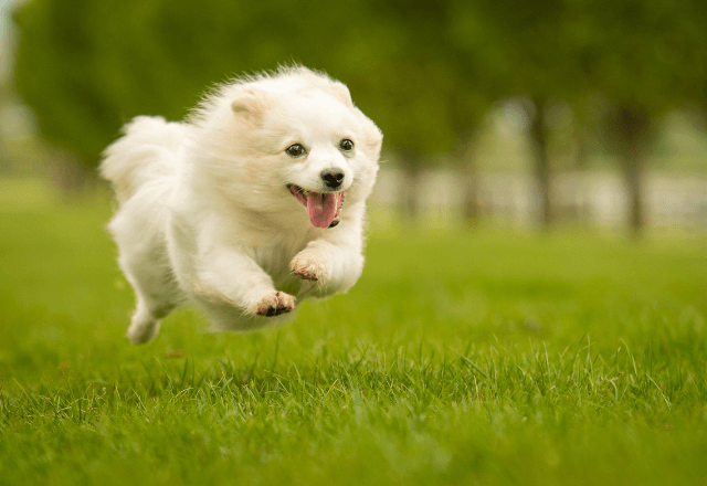 「危ない！」車道へ走る小型犬を"間一髪"で捕まえた私。後日⇒飼い主から贈られた『超高級なお礼』に「えっ！？」