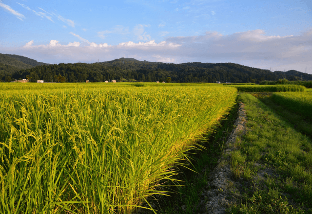 水路に落ちた老人を助けた私「大丈夫ですか？」老人「ふん！」数日後⇒自宅に届いた【意外な贈り物】に思わず涙…
