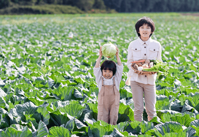 家庭で挑戦しやすい！子どもと楽しむ野菜育成入門ガイド