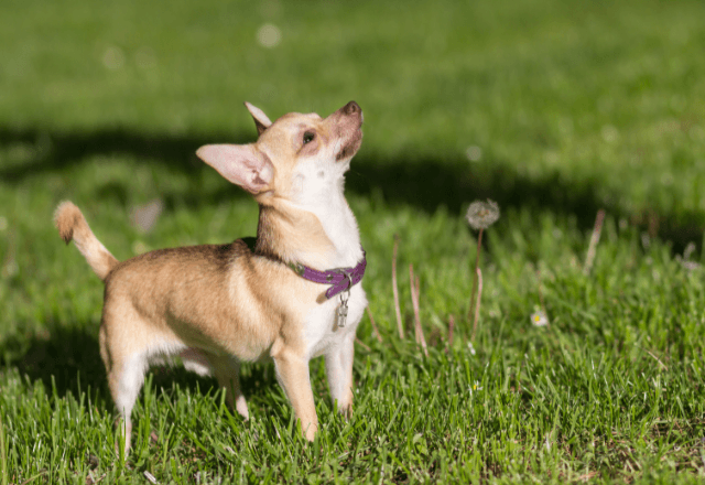 散歩中…「犬のリードが切れて…」困り果てる老人を助けた私。数日後⇒突然手渡された【最高すぎる贈り物】に歓喜─