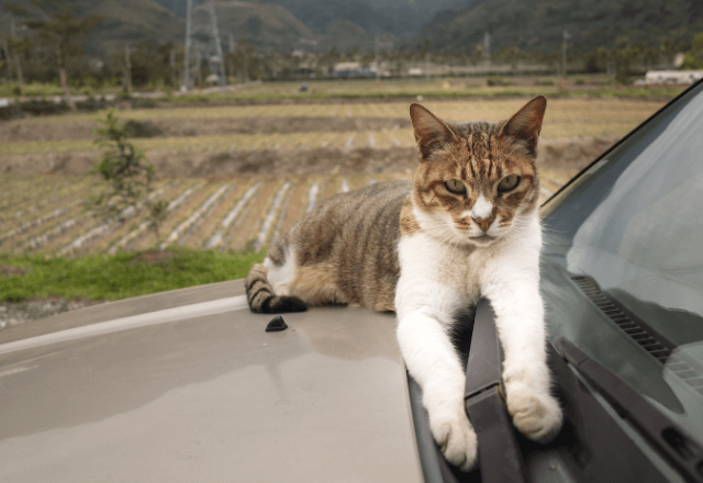 スーパーの駐車場で…ボンネットの上に乗る猫を発見。直後⇒「受け取って下さい」封筒を手渡されたワケ…