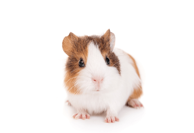 獣医師が教えるモルモットの飼い方！必要な準備と子どものお世話