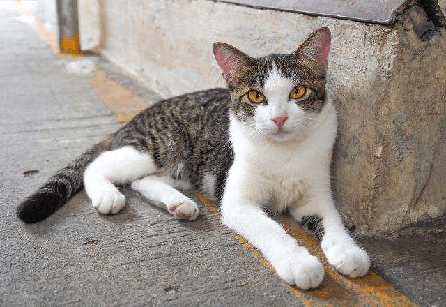 「チラシの猫だ！」迷い猫を発見するも保護失敗。1週間後⇒飼い主から突然【1万円分の商品券】を渡されたワケ─