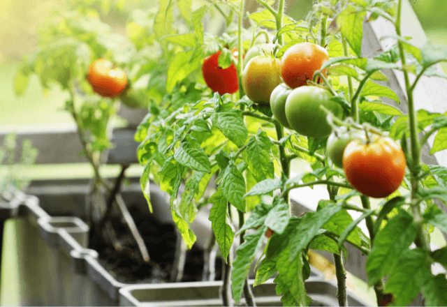 子どもと一緒に楽しむ家庭菜園＜食育効果を高めるコツ＞