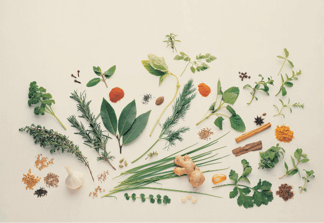 子どもの食育におすすめ！失敗しにくいハーブ3選と育て方