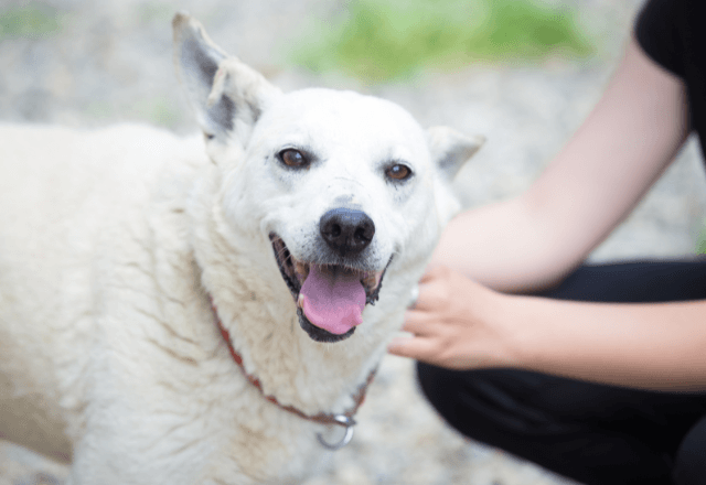 道端で…脱走した大型犬を保護した私。数日後⇒突然自宅に届いた【まさかの恩返し】に大歓喜！？