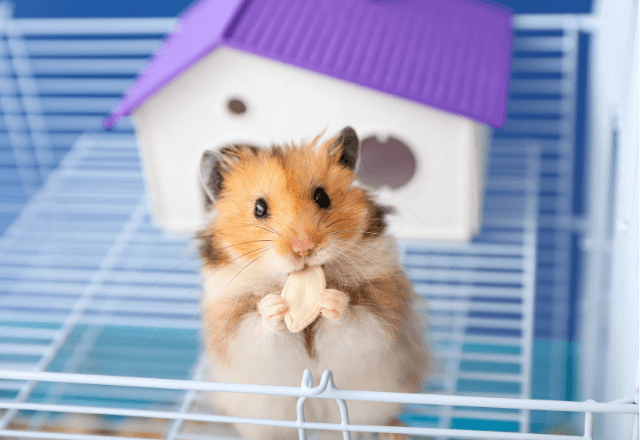 ハムスターを飼いたいと言われたら？おやこで知りたい基本の飼い方