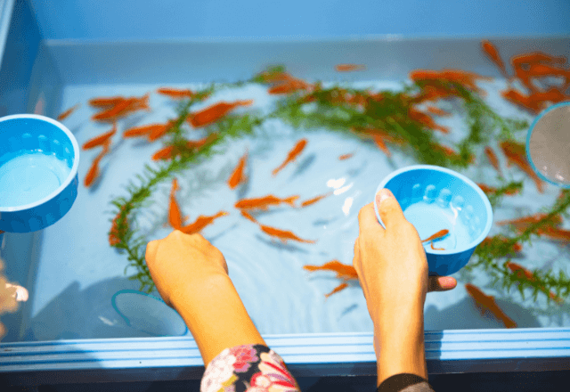 お祭り金魚を長生きさせる秘訣！ポンプ無し飼育のコツ