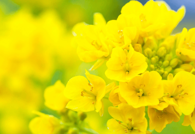 菜の花は何歳から食べられる？与えるときの注意点