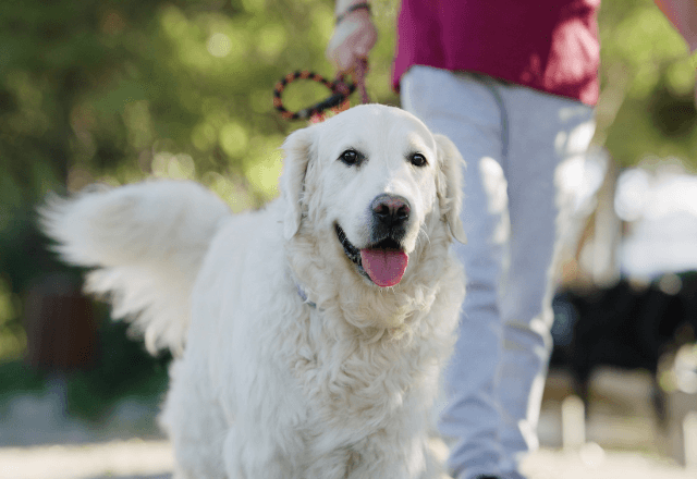 犬の散歩中に…『迷子の老夫婦』を助けた私。別れ際⇒手渡された【衝撃のお礼】に「えっ…！？」