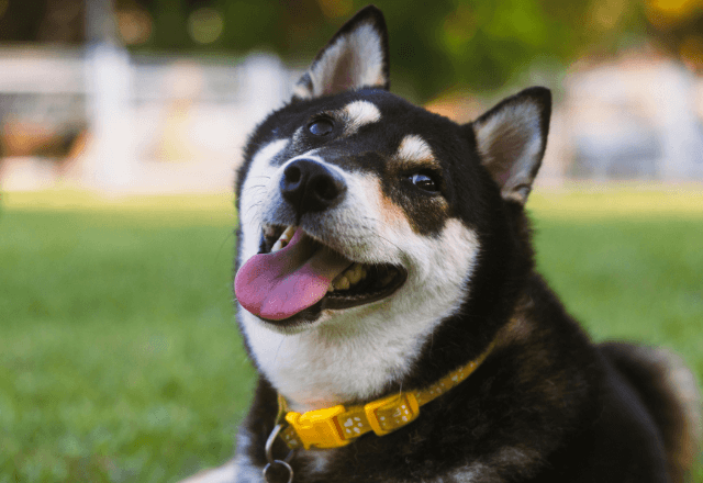 公園で…"怪我をした迷い犬"を慌てて保護した私。数日後⇒飼い主が手渡した『超高級なお礼』に「ええ！？」