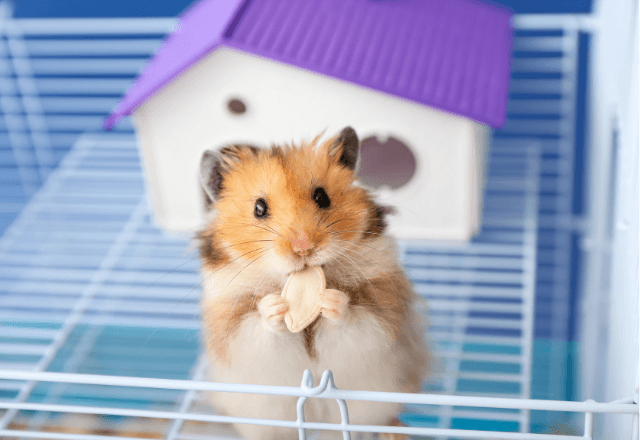 子どもとハムスターを飼う前に！おやこで知りたい正しい育て方