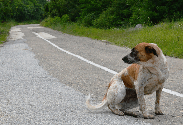道端で…震えている『迷い犬』を保護した私。飼い主が見つかった数日後⇒家に届いた"まさかの高級品"に「ウソ…！」