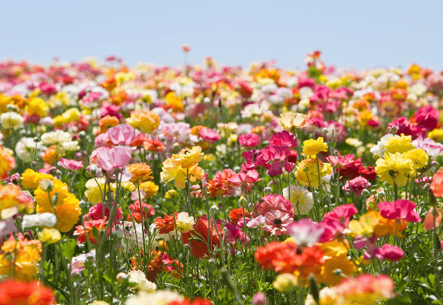 虫が苦手なパパママへ。可愛い蝶から始める昆虫観察入門