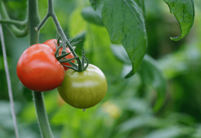 手軽に始める食育！自宅で簡単に育てられる野菜4選