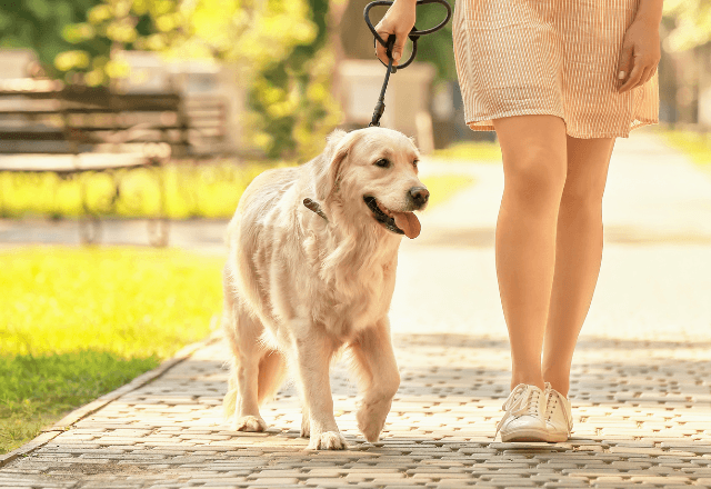 散歩中…愛犬が拾った財布を交番へ。謝礼を辞退した数日後⇒落とし主からの『まさかの恩返し』に「ウソ…！？」