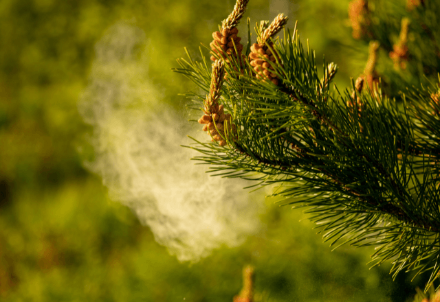 花粉症で機嫌が悪い？3月に知っておきたい子どもの不調サイン