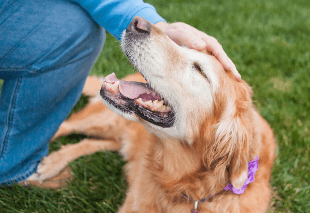迷子の高齢犬を保護した私。飼い主に送り届けた後日…⇒「受け取って！」渡された【高級すぎるお礼】に「え！？」