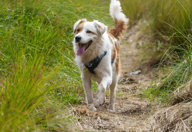 中学生の私「迷い犬？」飼い主を探して2時間探し回った結果⇒提案された【最高すぎるお礼】に大歓喜…！？