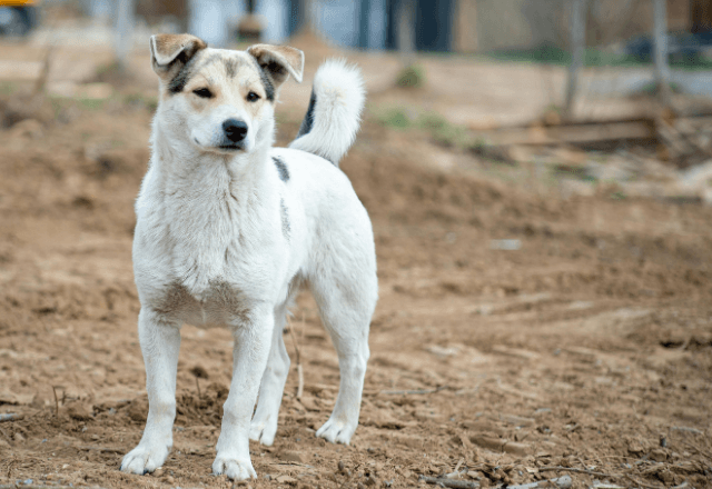 車道に飛び出しそうな"迷子犬"を助けた小学生の私。後日⇒飼い主から届いた【豪華すぎる恩返し】に大歓喜！？