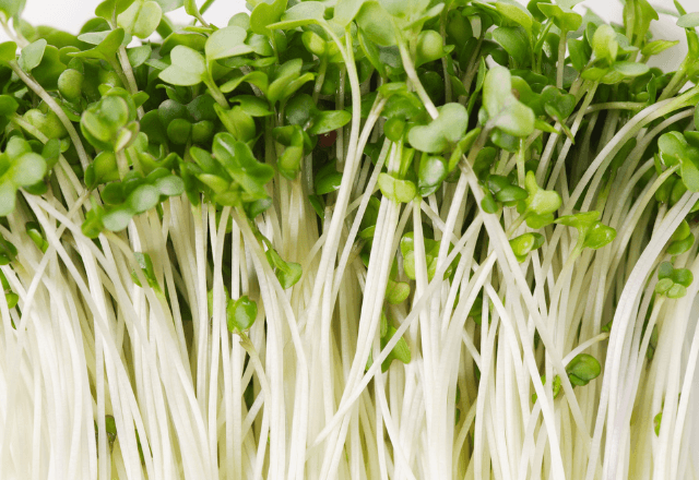 豆苗は何歳から食べられる？与えるときの注意点