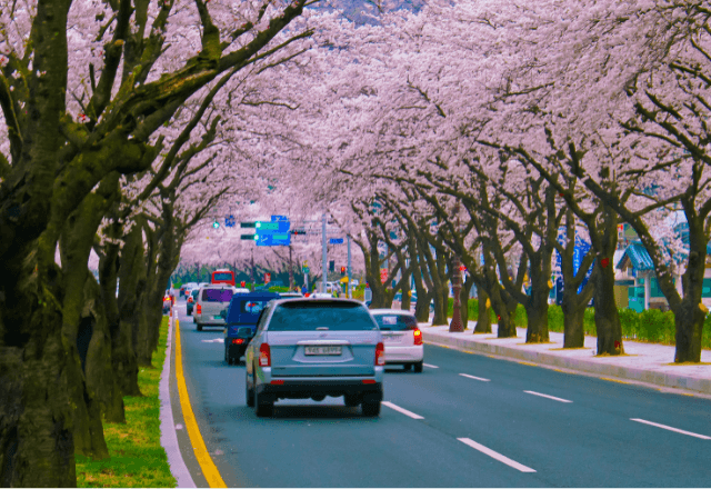 タクシーで…「一緒にお花見しよう」突然ルートを変える運転手に恐怖。逃げた瞬間⇒予想外の展開に背筋が凍る…