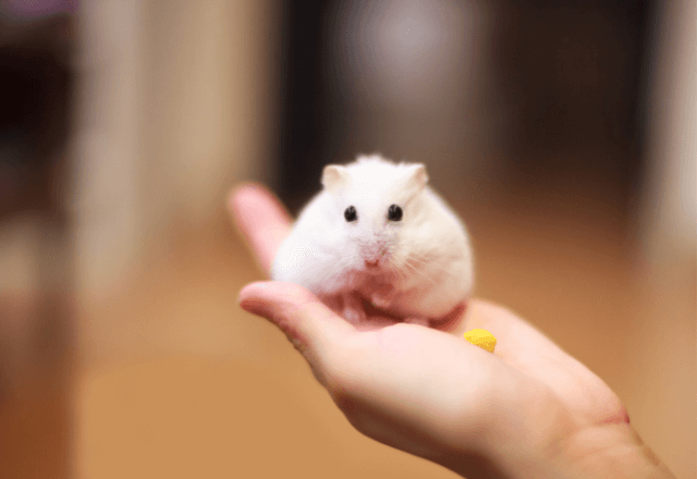 子どもとハムスターと暮らす！獣医が教える飼育環境と注意点