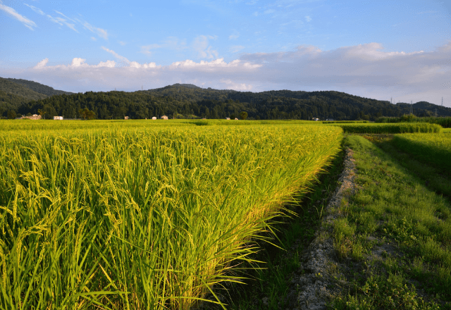 土手に転落した車を発見！？警察へ通報した結果…⇒現れた持ち主の【ありえない怒号】と驚愕の理由に絶句…