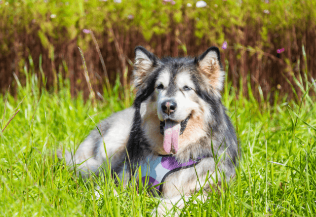 路上で…迷子犬を保護して交番に届けた私。後日⇒飼い主から告げられた【まさかの事情】に涙…